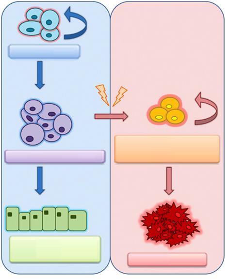 Az osztódásra képes sejtek számának növekedése II őssejt -A sejtek fejlődési programja mutáció sérül: nem következik be terminális differenciálódás, nem áll le az osztódás az adott progenitor sejt