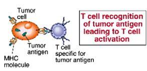 I. A tumorsejt képes kijátszani a szervezet