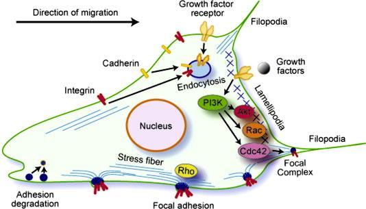 EMT) Az E-cadherinek eltűnnek a sejtmembránból A kortikális aktinváz átrendeződik stress