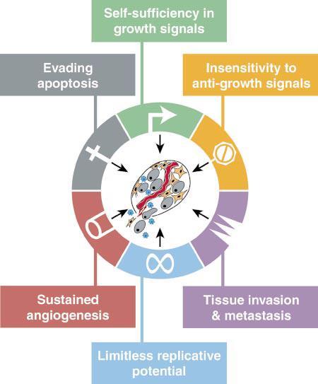 Az evolúciós folyamatban nyertes daganatos sejt szerzett tulajdonságai autonómia a mitogén szignál termelésében szökés az apoptózis elől érzéketlenség antiproliferációs jelekre Hipoxia angiogenic