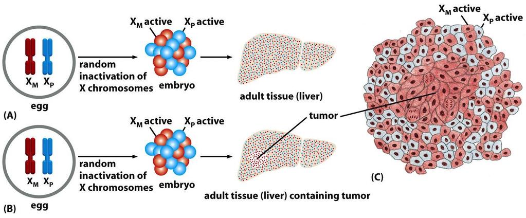Alberts: Molecular Biology of the Cell, 2008 A legtöbb rák egyetlen abnormális sejtből ered a daganatok monoklonális eredetűek X-kromoszóma-inaktiváció: A női szervezetben a korai embrionális
