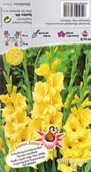 /, Lilium, 1 /,