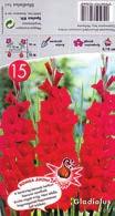 Gladiolus, 10 /,
