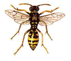 törpe
