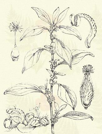Parietaria officinalis L., (Fali fű, patikai falfű, fogolyfű, földi szappan, kőrontófű, Szent-Péter füve, perjefű, üvegfű. P. erecta M. et K. Term. r.: Csalánfélék. Urticaceae). Évelő. 40 100.