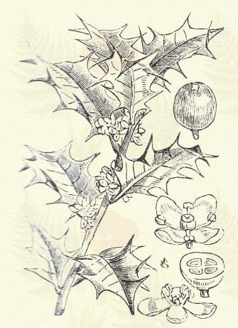 Sivatag berze. Radiola linoides Gmel. (Apró len, csepp len, sugárfű. R. Millegrana Sm. Term. r.: Lenfélék. Linaceae.) Egyéves. 2 10. Tőtől álvillásan ágas szára czérnaszerű.