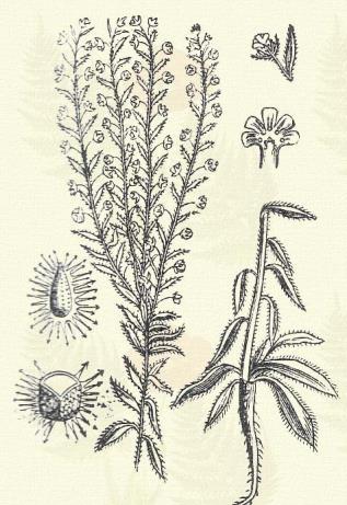 Más honi faj: L. heteracantha Ledeb. [deflexa (Whlbg.)] Orvosi ebnyelvű-fű. Cynoglossum officinale L. (Árnő, atlaszfű, atlaszér, atraczél, egérszagú fű, kódistetű, kutyanyelvű fű, patkányv.