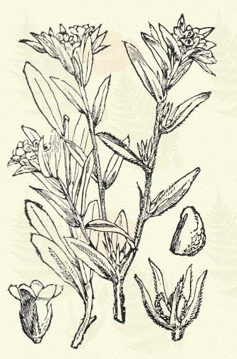 Mezei gyöngyköles. Lithospermum arvense L. Áttelelő egyéves. Egyéves. 15 60. Szára gyérebb levelű. Levelein a mellékerek nem emelkednek ki.