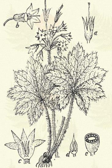 Havasi harangrojt. Soldanella alpina L. (Bérczi v. havasi harang, czafrangvirág, harangocska, harangrojt v. harangrongy). 10. t. 6. k. Évelő. 5 12, termésben 20.