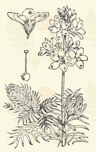 Közönséges lizinka. Lysimachia vulgaris L. (Szt. Ilona asszony fűve.) 11. t. 2. k. Évelő. 50 120. Töve terjedő. Szára merőleges, gyöngén 4-szögletű, gyapjas.