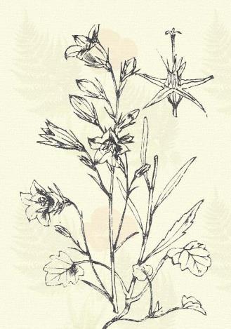 Konya csengetyűke. Campanula rapunculoides L. (Fűzött, vagy raponcza harangvirág. Természetes rendszer: Csengetyűkefélék. Campanulaceae.) Évelő. 30 100. Rendesen taraczkot hajt.