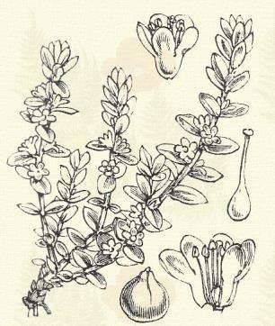 Kopasz porczika. Herniaria glabra L. (Kis porczfű, sima porczika vagy porczfű, porczgyom, szakadást gyógyító fű. Term. r.: Szegfűfélék. Caryophyllaceae.) Évelő. 5 25 cm. Földre csepült szára ágas.