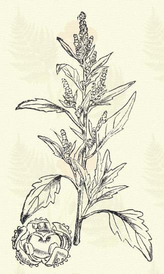 Magva élesen szögletes. A lepel a termést egészen beburkolja. Terem mívelt talajon, utak mentén az egész országban. 7 10. Faluszéli libatop. Chenopodium urbicum L. (Községi, telekes v. városi laboda.