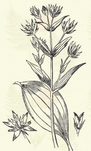 Cynanchum Vincetoxicum (L.) R. Br. (Aesculapius fűve, czinka, ebfojtó fű, fecskefű, fecskegyökér, selymesmagú méreggyilok, Szt-Lőrinczfű, vad paprika. Vincetoxium officinale Mnch. Term. r.