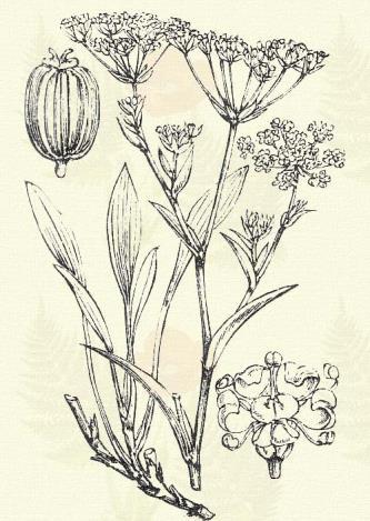 Gindár buvákfű. Bupleurum tenuissimum L. (Szíki buvákfű.) Egyéves. 15 50 cm. Szára vékony, terebélyesen ágas, sokszor lecsepült. Levele keskeny, csak 1 4 mm széles.