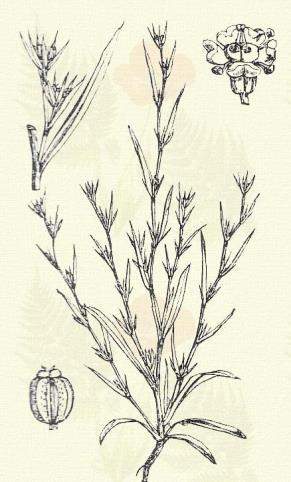 Terem az Alföld szíkes, homokos mezőin; helyenként nagy területeket lep be. 7 9. Más honi fajok: B. affine Sadl., aristatum Bartl., aureum Fisch., baldense Host, diversifolium Roch., Gerardi Jacq.