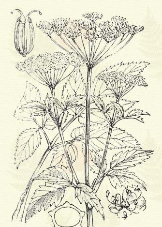 Terméskéi hosszúkás tojásalakúak. Terem erdőszélen, gyümölcsöskertben, ligetekben az egész országban, helyenként bőven. Az Alföldön ritka. 5 7. Hasznos kömény. Carum carvi L.