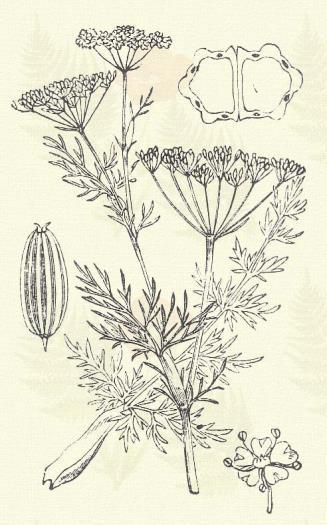 Hasznos földi-tömjén. Pimpinella Saxifraga L. (Rákfark, bábafű, bába ire, csába ire, Csaba íre v. ízme, érfű, földi tömjén, kősúró ánizs,) Évelő. 20 60 cm.