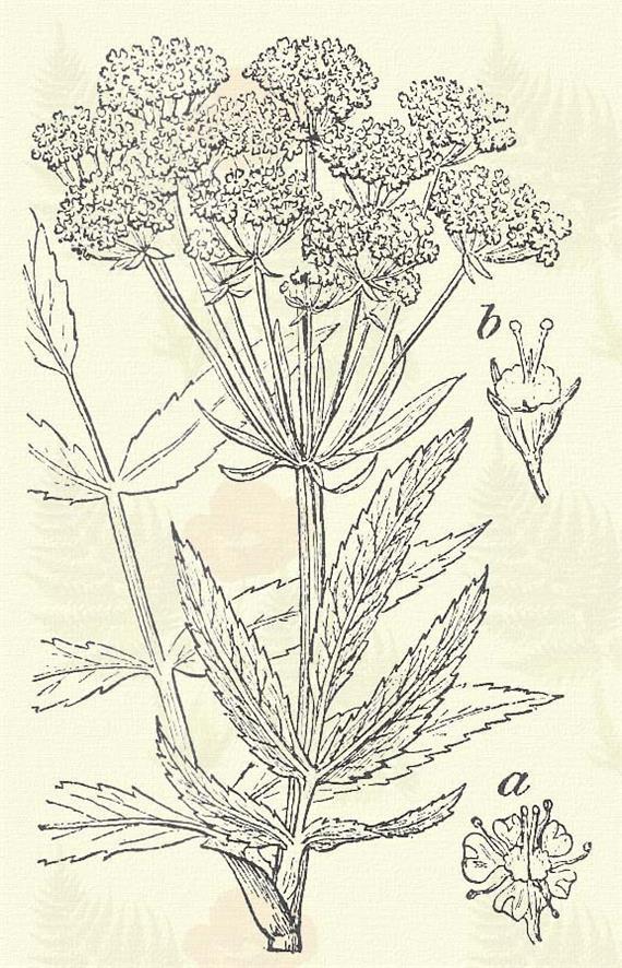 Más honi fajok: S. angustifolium L.