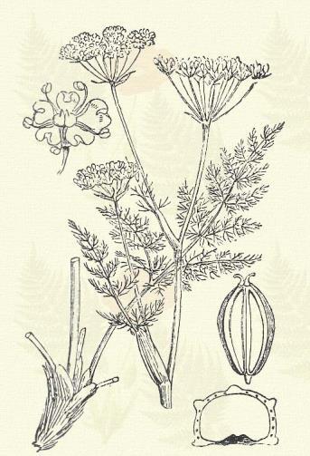 Havasi medvekapor. Meum athamanticum Jacq. (Medvekömény, medvegyökér.) Évelő. 10 50 cm. Szára hengeres, finoman karczolt.