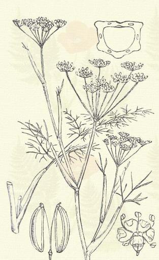 Mérges ádáz. Aethusa Cynapium L. (Ádázó bürök, ebzeller, kerti ádáz, kicsiny bürök, kutya petrezselyem.) Egyéves. 30 100 cm. Szára igen ágas.