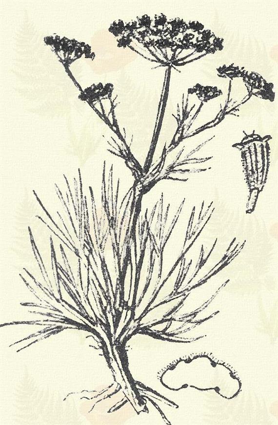 Más honi fajok: S. annuum L., elatum L., glaucum L., gracile W. et K.