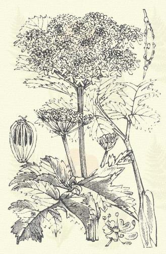 Fűszeres kapor. Anethum graveolens L. (Uborkafű.) Egyéves. 40 120 cm. Szára hengeres, kopasz. Levelei. 2 3-szor szárnyasak, igen keskeny sallangokkal. Sem gallérja, sem gallérkája nincs.