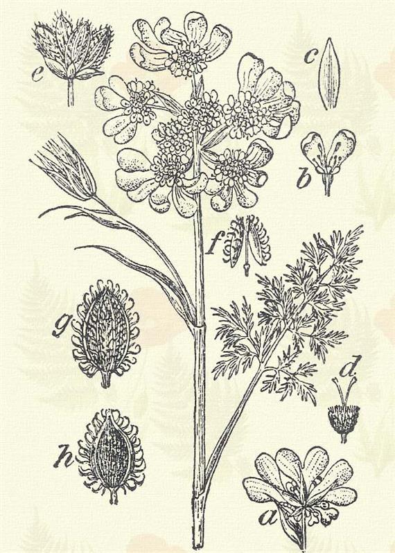 Vad murok. Daucus Carota L. (Murkó, vad sárgarépa.) Kétéves., ritkán Egyéves. 25 100 cm. Szára barázdált és merev szőröktől borzas.