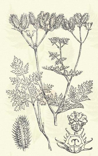 vigály-borzon, murokképű butykosfű, vad petrezselyem.) Egyéves. 15 40 cm. Szára barázdált, szőrös v. kopasz. Alsó levelei 3 5-ször szárnyasak, hüvelyük sűrűn pillás. Ernyője kevés ágú (2 5).