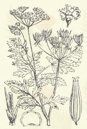 Terem erdőkben, gyümölcsös kertekben az egész országban. 6 7. Más honi fajok: Ch. aromaticum L., Cicutaria Vill., maculatum Willd., Villarsii Koch. aureum L. (?). Foltos bürök. Conium maculatum L.