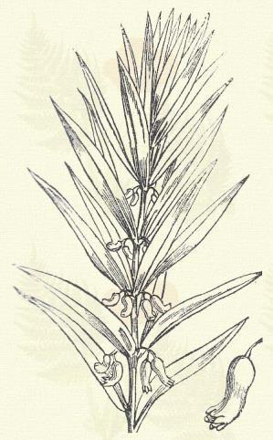 Bogyója piros, végre sötétkék. Terem erdőkben a Kárpátok minden hegyvidékén. 6 7. Más honi faj: P. latifolium (Jacq.) Desf. Májusi gyöngyvirág. Convallaria majalis L.