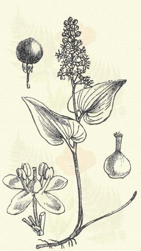 Fürtös gyöngyike. Muscari racemosum L. (Béka v. kígyóhagyma, györgyike, kék gyöngyvirág, kígyóvirág, mezei jáczint, pézsmabimbó, Szent-György virág. Term. r.: Liliomfélék. Liliaceae.) Évelő. 10 30 cm.