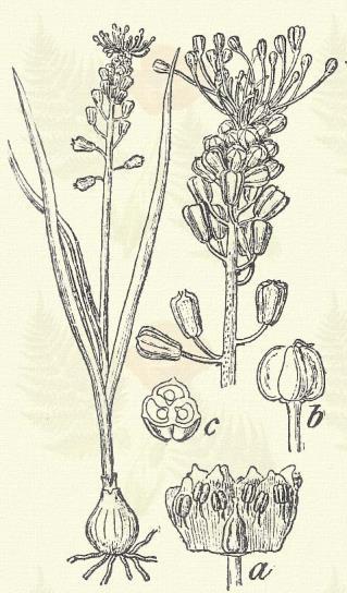 Spárga nyúlárnyék. Asparagus altilis (L.) Aschers. (Ispárga, kaláris vagy kláris fű, lófark, nyúl árnyéka, nyúlnyugodó, Szent- György lova farka. Term. r.: Liliomfélék. Liliaceae.) 21. t. 2. k. Évelő.