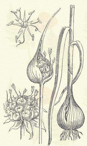 A tehenek nagyon szeretik, a tejük azonban élvezhetetlenné válik tőle. Póré hagyma. Allium Porrum L. (Pár- vagy szőlőhagyma. Term. r.: Liliomfélék. Liliaceae.) Egyéves. Kétéves. 40 100 cm.