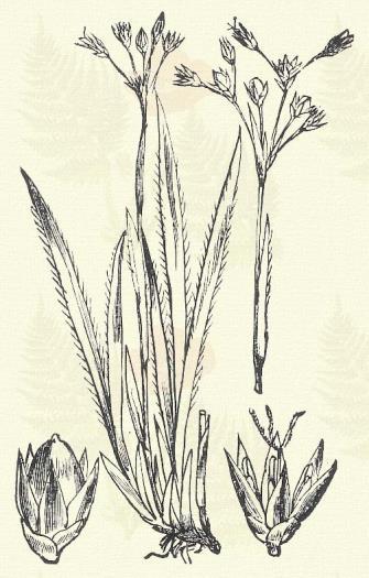 , sylvaticus Reichard, transsylvanicus Schur., trifidus L., triglumis L. Bogár perjeszittyó. Luzula pilosa (L.) Willd. (Luzula vernalis DC. Bogár- v. Szt. Jánosbogárfű. Term. r.: Szittyófélék.