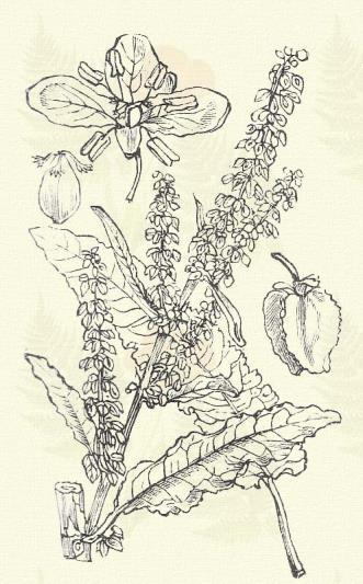 Tavi lórom. Rumex hydrolapathum Huds. (Folyóvizi, parti vagy vizi lórom. Term. r.: Keserűfűfélék. Polygonaceae.) Évelő. 1 2 m. Szára barázdált, kevéssé ágas. Alsó levelei igen nagyok (2 4 dm. h.), különben lándsásak, hoszszan kihegyezettek és nyélbe keskenyedők; szélük alig hullámos és aprón fodros.