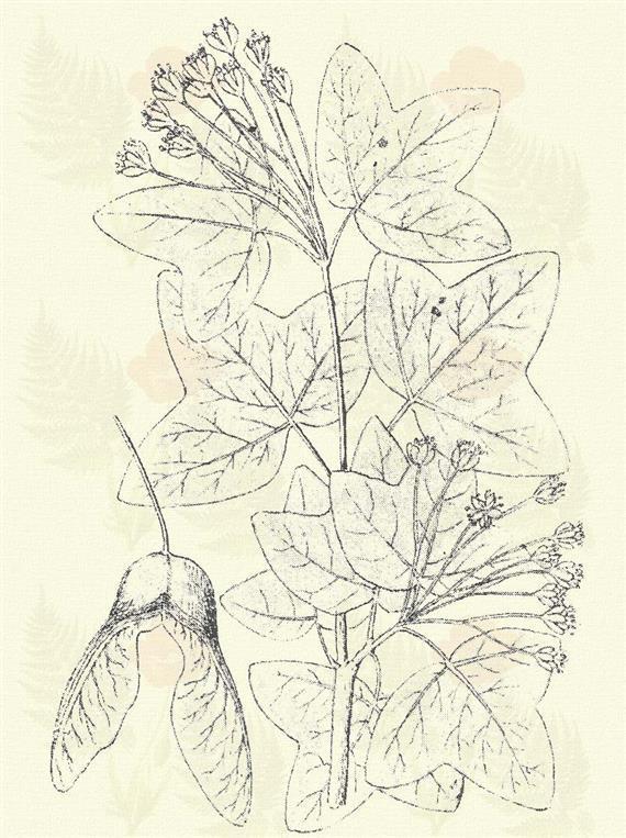 Feketegyűrű juhar. Acer tataricum L. (Fekete gyűrű-, tatárjávor. Term. rendszer: Juharfélék. Aceraceae. Fa. 6 m.