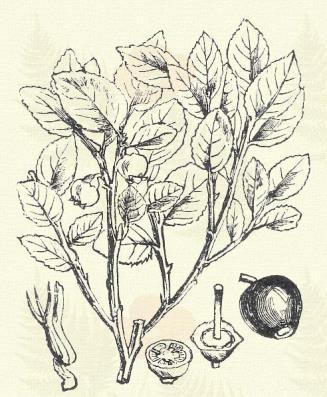 Erica cinerea L. (Term. r.: Hangafélék. Ericaceae.) 24. t. 5. k. Cserje. 30 60 cm. Szára igen ágas. Levelei hármasával állanak, kopaszok, keskenyek, hegyesek és szélük éles, fonákuk púpos.