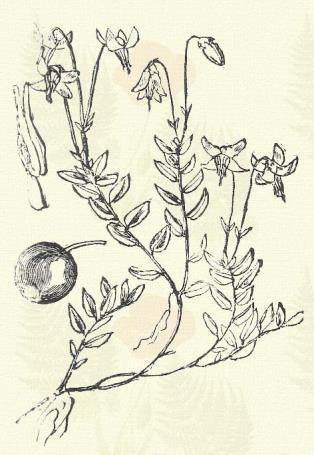 F) A virág hiányos; a lepel alsó állású. Farkas boroszlán. Daphne Mezereum L. (Borsóska, csipős v. mérges borostyán, farkas bors, farkas hárs, gyalog olajfa, gyolcsfa, méregpuszpáng, tetűfa. Term. r.