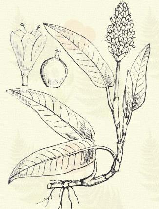 Baraczklevelű keserűfű. Polygonum Persicaria L. (Balhafű, baraczklevelűfű, disznóhunyor, ebgyömbér, göcsfű, göcsinda, hódos czikszár, légyfű, vízi bors, vizi hunyor. Term. r.: Keserűfűfélék.