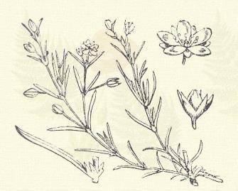 , striata (L.) Simk., viscosa Schreb. Piros Budavirág. Buda rubra (L.) Dum. (Piros ikratő, csitrehur. Lepigonum rubrum (L.) Whlbg., Spergularia rubra (L.) Presl., Tissa campestris (L.) Pax stb. Term.