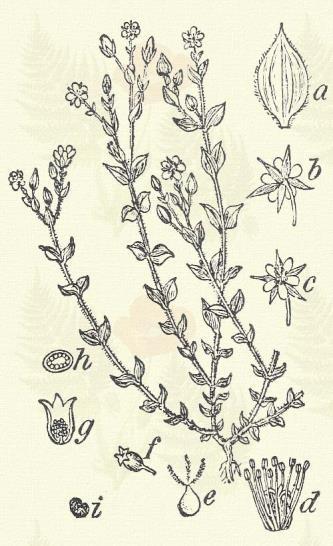 Terem árnyas, kissé nedves sziklafalakon, párkányokon az ország minden magas hegyvidékén. 5 9. Más honi fajok: M. pendula W. et K., polygonoides Wulf. (?) Kakuk homokhúr. Arenaria serpyllifolia L.