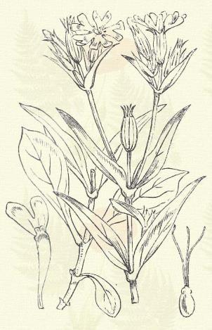 Szurkos mécsvirág. Viscaria viscosa (Gilib.) Aschrs. (Czinegefű, czinegeszegfű, szunyogfogó, enyves szegfű, enyvecske, szurokszegfű. Lychnis viscaria L., Viscaria vulgaris Röhl. Term. r.: Szegfűfélék.