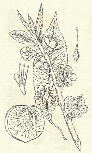 Kajszin baraczk. Prunus Armeniaca L. (Sárga vagy tengeri baraczk. Armeniaca vulgaris Lam. Term. rendszer: Rózsafélék. Rosaceae.) 30. t. 3. k. Fa. 4 8 m.
