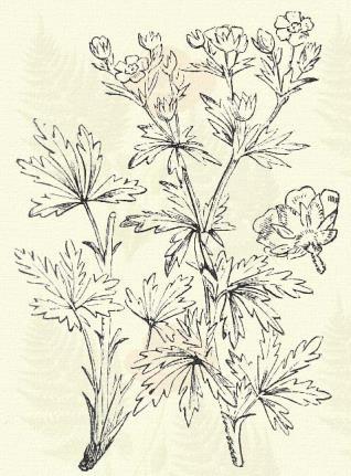 Potentilla argentea L. (Köszvényfű. Term. r.: Rózsafélék. Rosaceae.) Évelő. 15 40 cm. Tőkéje rendesen több szárat hajt. Szára felegyenesedő molyhos, felső része bogernyősen ágas.