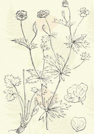 Terem parlagokon, utak mentén, mezőkön, az egész országban és nagyon változó. 6 7. Vérontó pimpó. Potentilla erecta (L.) Hampe.