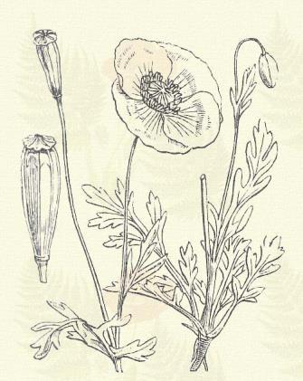 Glaucium corniculatum (L.) Curt. (Term. r.: Mákfélék. Papaveraceae.) Egyéves. 10 50 cm. Az előbbihez hasonló; szára, levele és 1 2 dm. hosszú termése azonban merev szőröktől borzas.