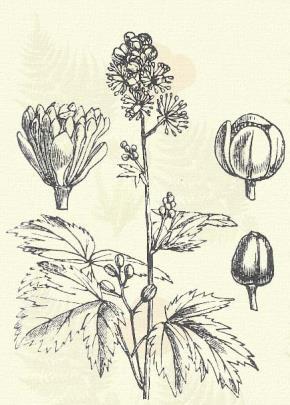 Büdös poloskavész. Cimicifuga foetida L. (Poloskadög, poloskakín. Actaea Cimicifuga L. Term. r.: Boglárkafélék. Ranunculaceae.) Évelő. 40 180 cm.
