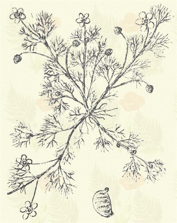 Saláta boglárka. Ranunculus Ficaria L. (Arany vagy aranynyal versengő, aranysaláta, búza-eső, búza-zápor, fügelevelű fű, fügezöld, galamb- vagy galambbegy saláta, golyvarontófű, Isten buzája, kakuk v.