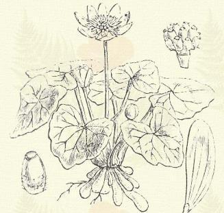 Fiatal leveleit helyenként salátának eszik; később kevéssé mérgesek; gumós rostos gyökereit orvosságnak is használták. Selymes boglárka. Ranunculus illyricus L. (Term. r.: Boglárkafélék.